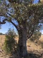 Image of Eucalyptus odorata Behr