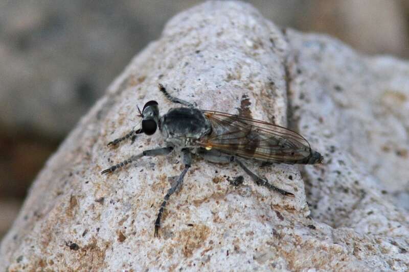 Image of Three-banded Robber Fly