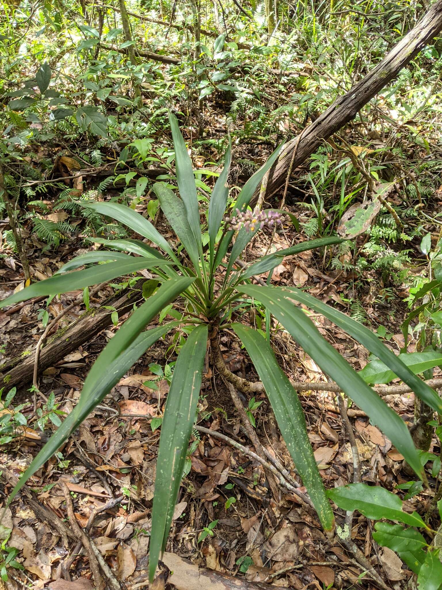 Imagem de Cordyline rubra Otto & A. Dietr.