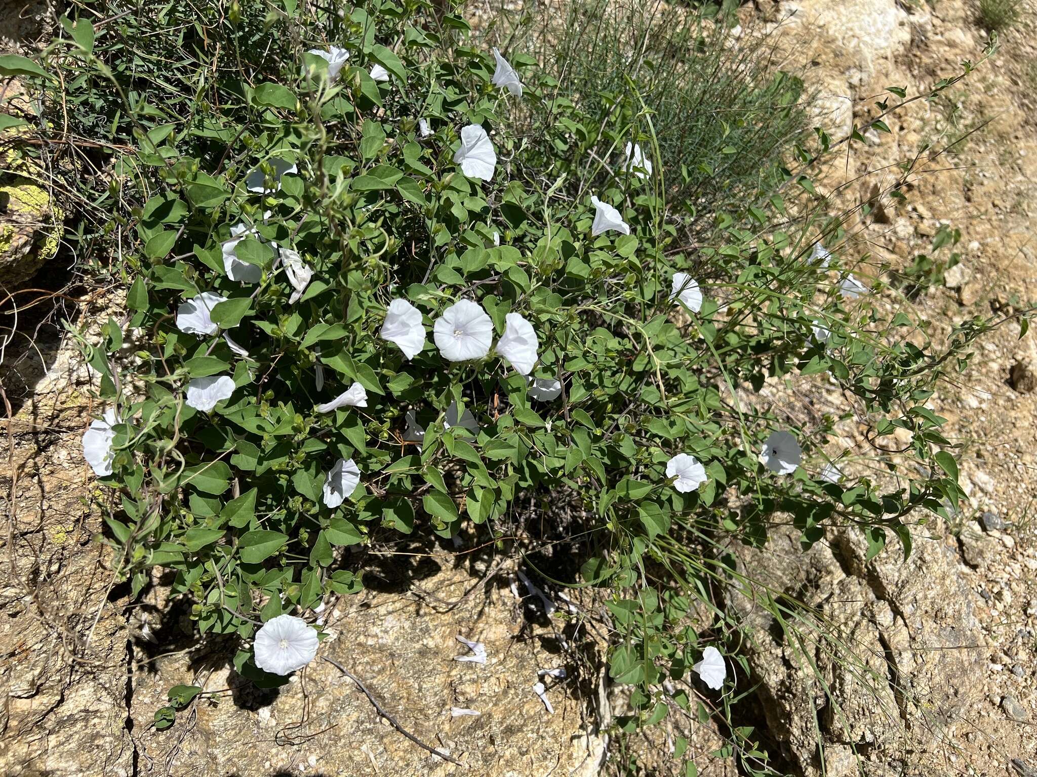 Sivun Jacquemontia pringlei A. Gray kuva