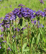 Plancia ëd Penstemon washingtonensis D. D. Keck