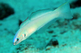 Image of Blue gudgeon