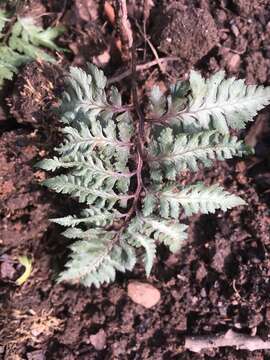 Image de Athyrium niponicum (Mett) Hance