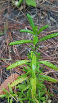 Image of Lepechinia chilensis