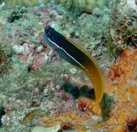 Image of Derawan combtooth-blenny