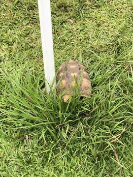 Image of Red-footed Tortoise