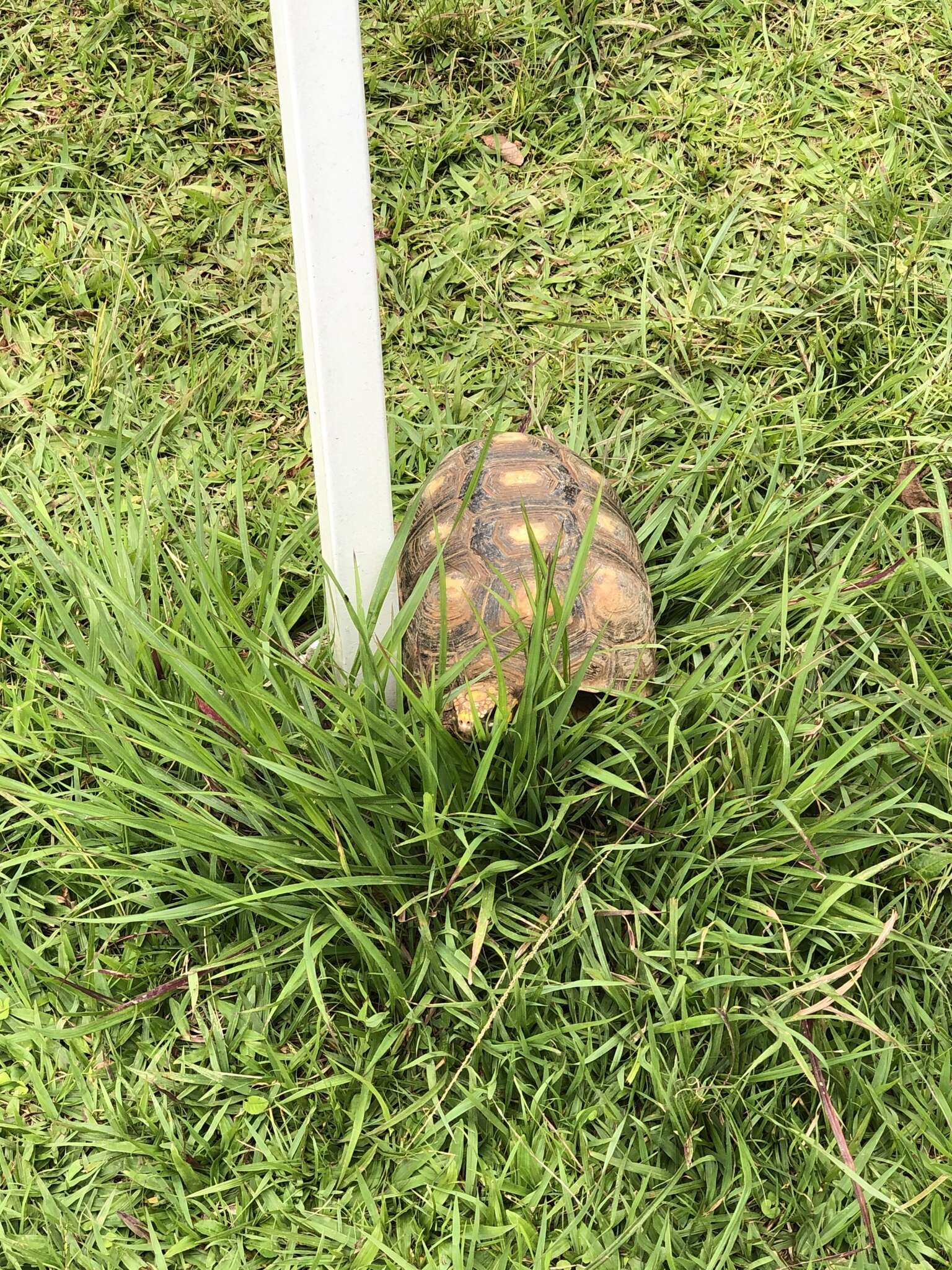 Image of Red-footed Tortoise