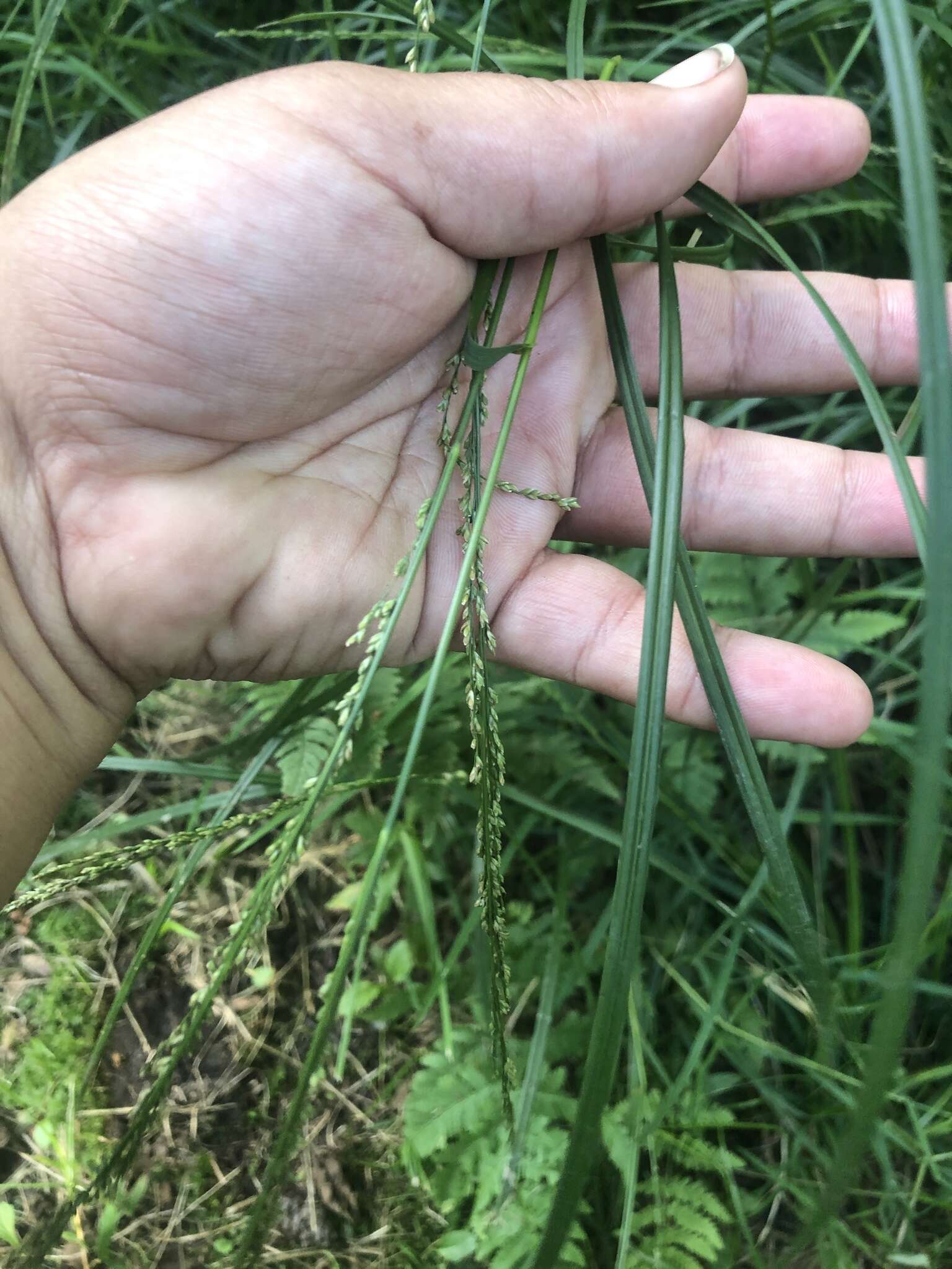 Glyceria melicaria (Michx.) F. T. Hubb. resmi