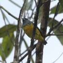 Image of Plumbeous Euphonia