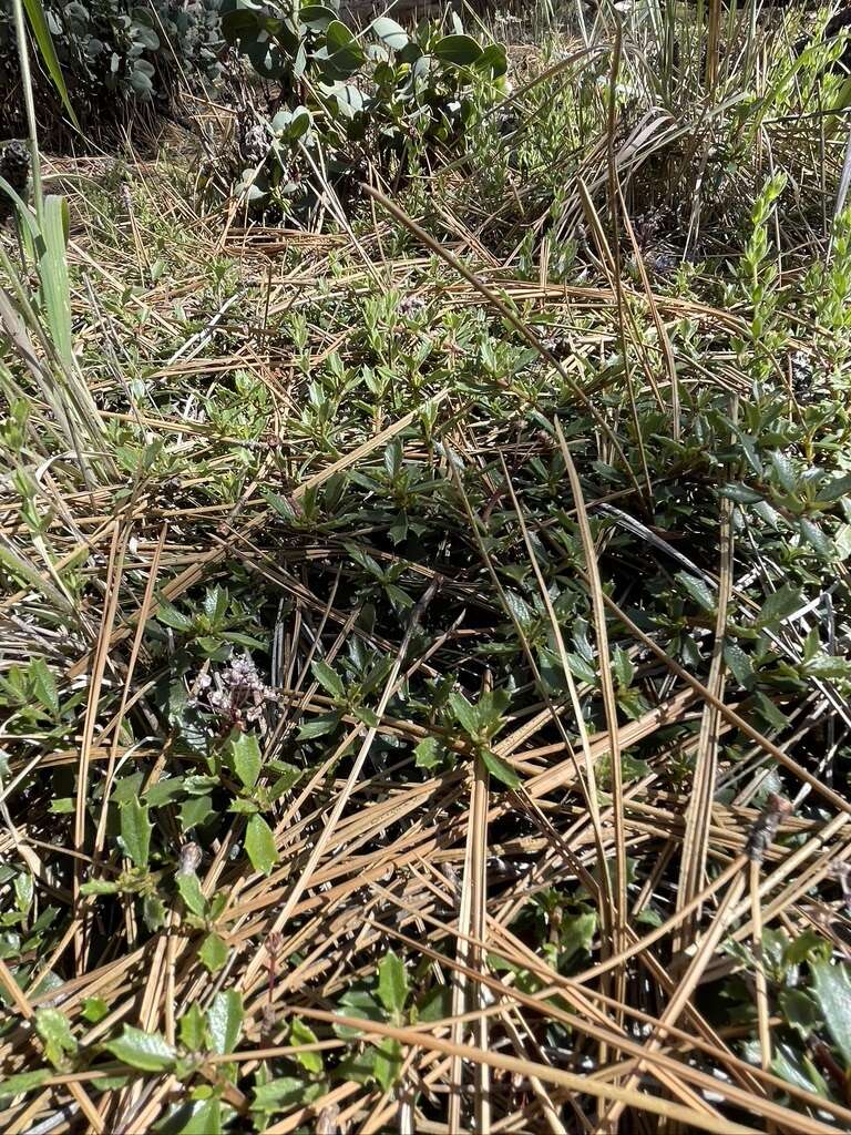 Image of Ceanothus divergens var. occidentalis (Mc Minn) D. O. Burge