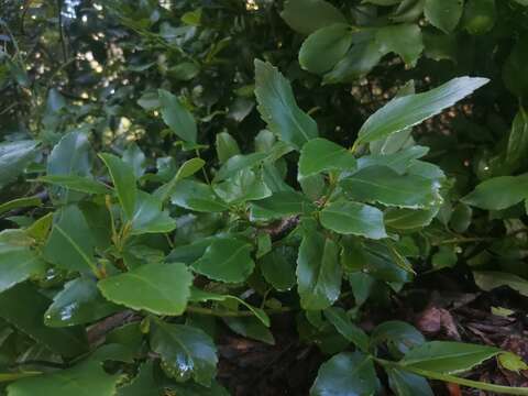 Image of Chilean Laurel