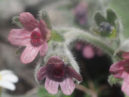 Image de Cynoglossum columnae Ten.