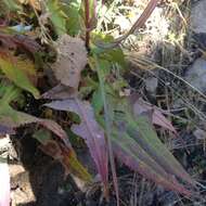 Image of Senecio callosus Sch. Bip.