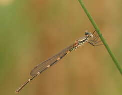 Image de Austrolestes leda (Selys 1862)