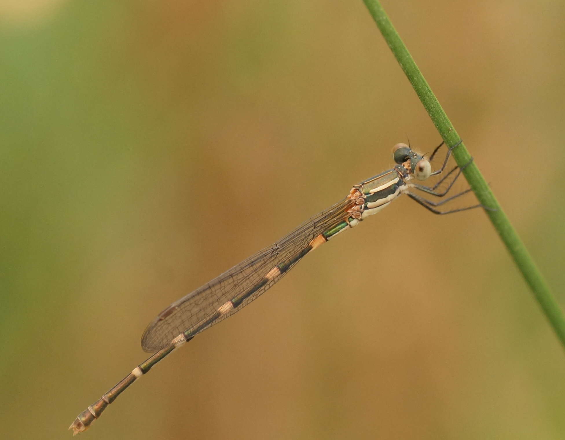 Plancia ëd Austrolestes leda (Selys 1862)