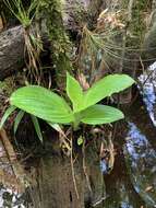 Image of Pantropical Wide-Lip Orchid