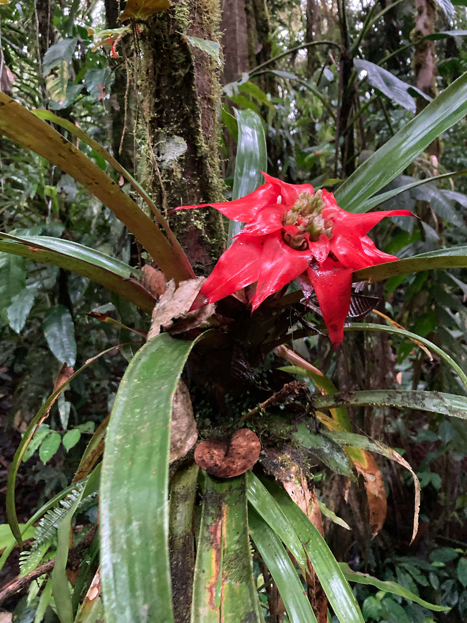 صورة Guzmania conglomerata H. Luther