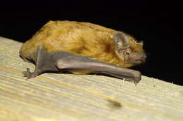 Image of noctule, common noctule