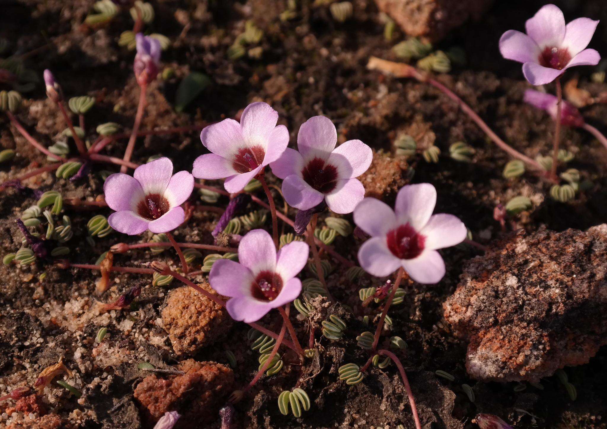 Sivun Oxalis oculifera E. G. H. Oliver kuva