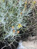 صورة <i>Senecio <i>flaccidus</i></i> var. flaccidus