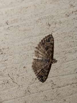 Image of Montana Six-plume Moth