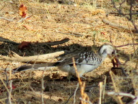 Image of Damara Hornbill