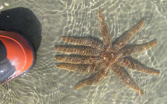 Image of Eleven-armed seastar