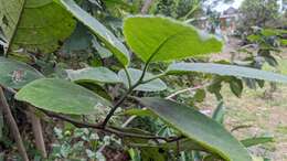 Image of Ehretia dicksonii Hance