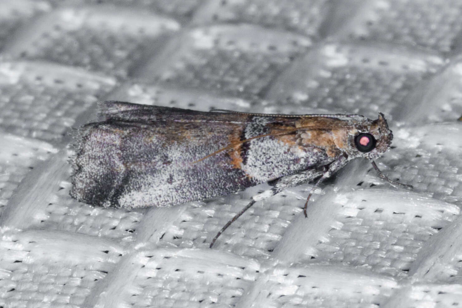 Image of Acrobasis comptella Ragonot 1887