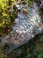 Image of shield lichen