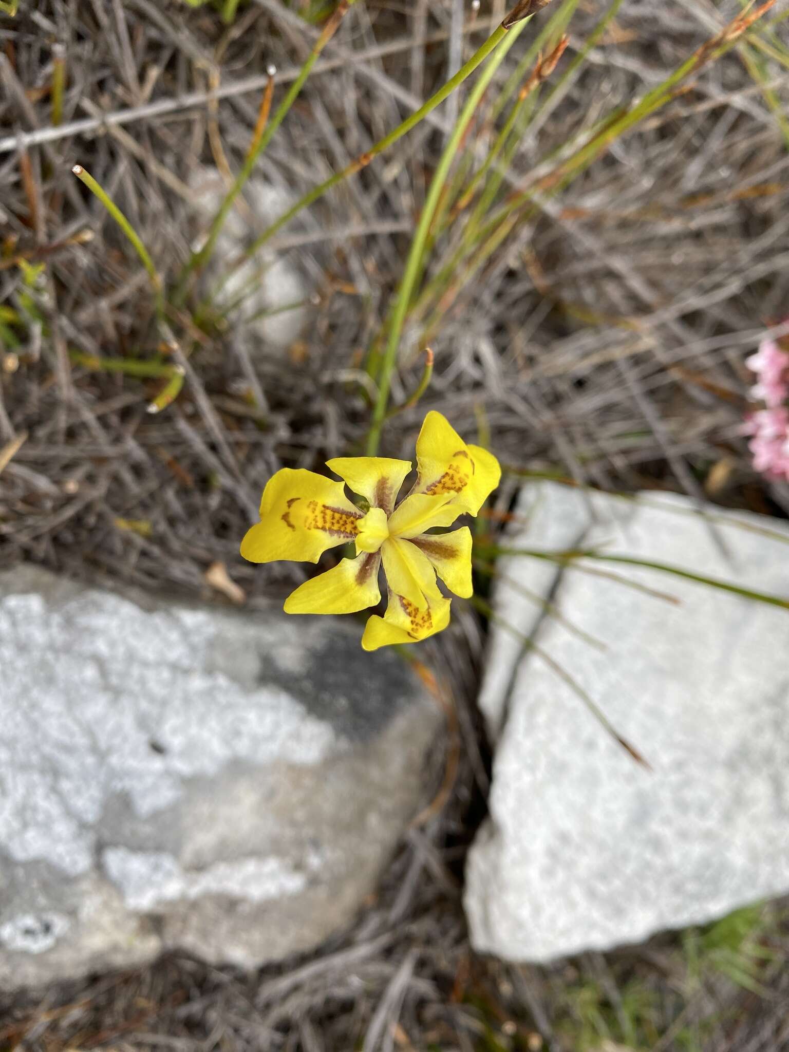 Image of Moraea vallisavium Goldblatt