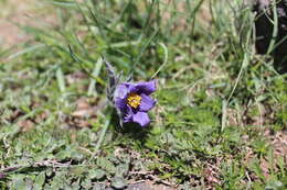 Imagem de Pulsatilla armena (Boiss.) Rupr.