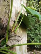 Image of Philodendron advena Schott