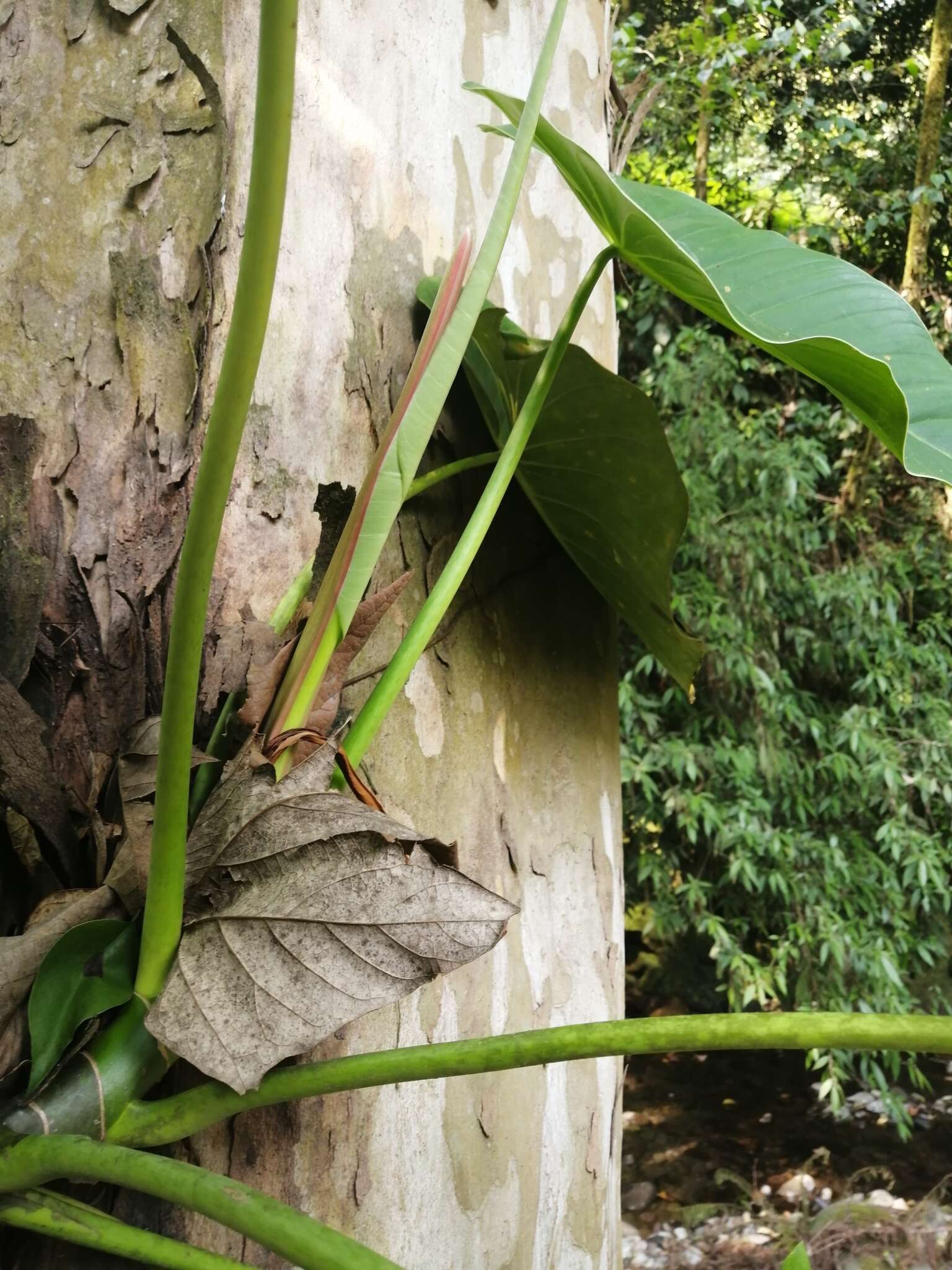 Image of Philodendron advena Schott