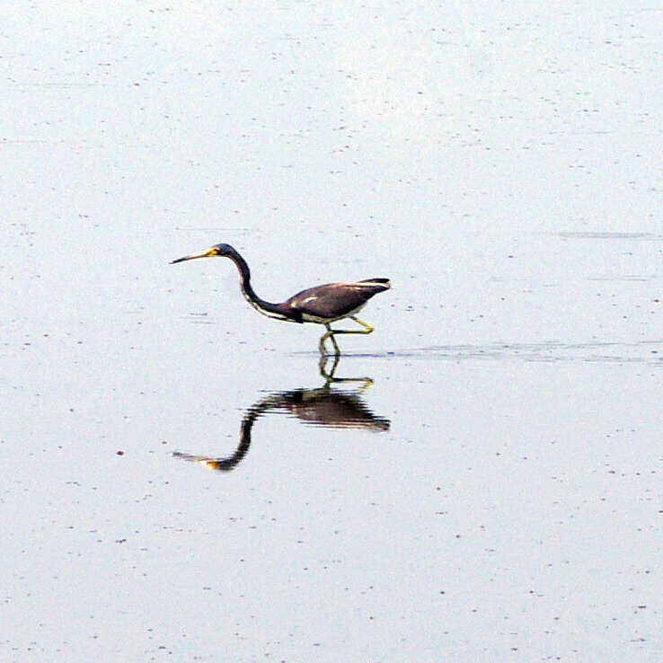 Image of Tricolored Heron