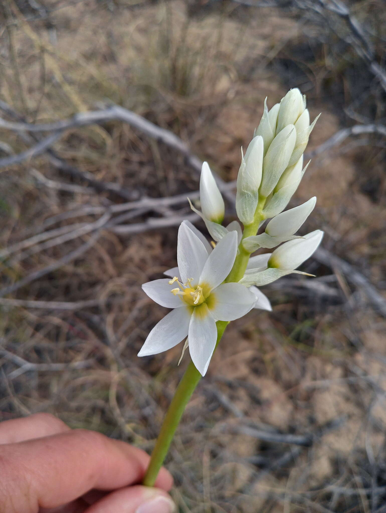 Image of Ornithogalum conicum subsp. strictum (L. Bolus) Oberm.