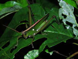 Image of Agriacris basalis (Bruner & L. 1913)