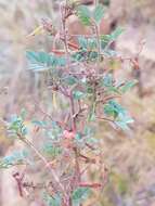 Image de Indigofera adenoides Baker fil.