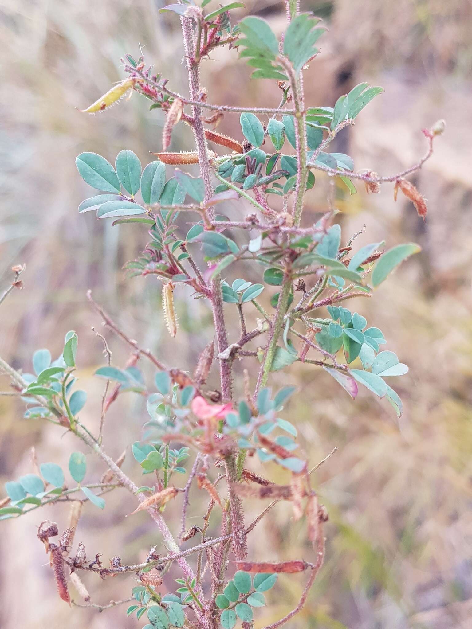 Sivun Indigofera adenoides Baker fil. kuva