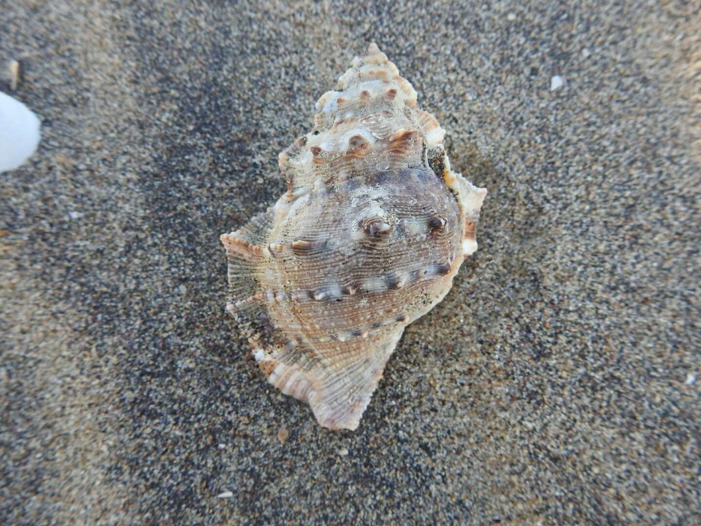 Image of frilled frogsnail