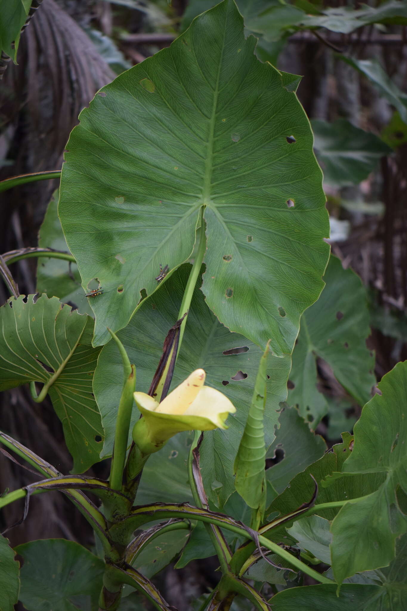 Montrichardia linifera (Arruda) Schott的圖片