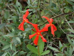 صورة Mandevilla coccinea (Hook. & Arn.) R. E. Woodson