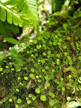 Image of Guadeloupe peperomia