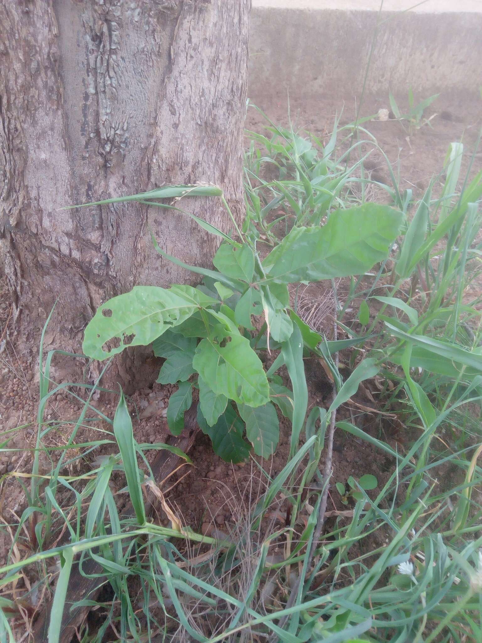 Слика од Paullinia pinnata L.