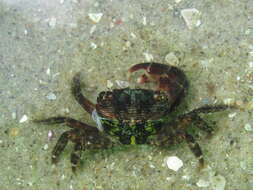 Image of mottled shore crab