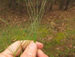 Image of Flat-Stem Spike-Rush