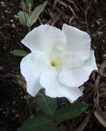 Imagem de Mandevilla hypoleuca (Benth.) Pichon