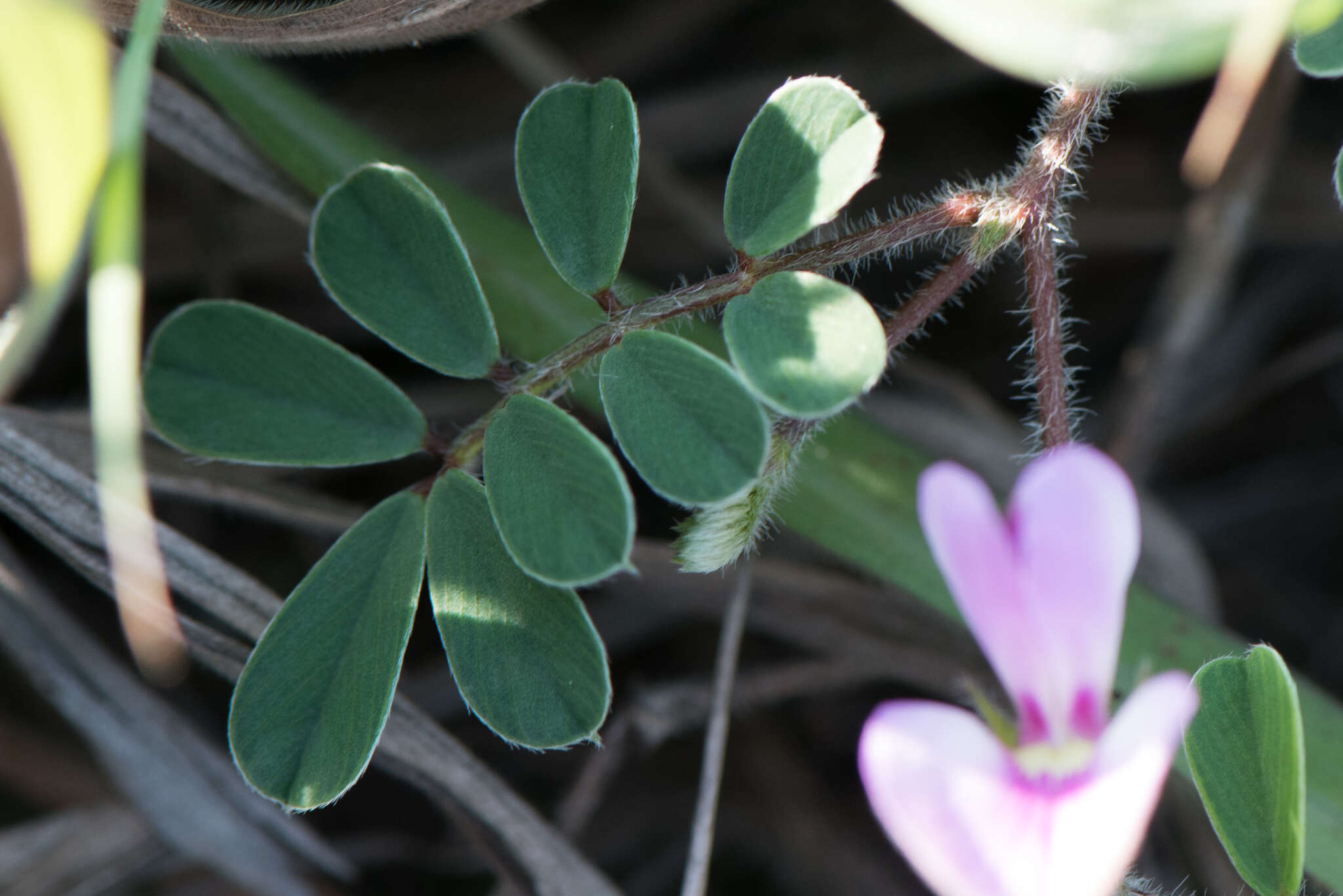 Image of Tephrosia obovata Merr.