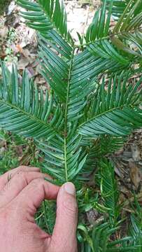 Sivun Cephalotaxus harringtonii var. wilsoniana (Hayata) Kitam. kuva