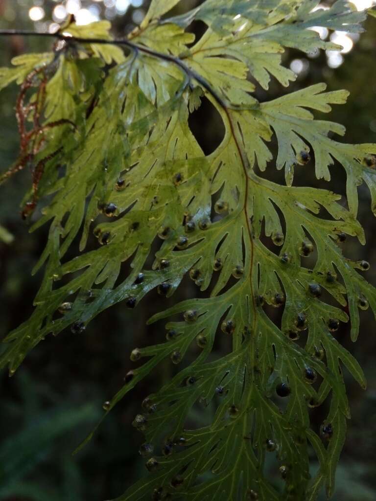 Image de Hymenophyllum dilatatum (G. Forst.) Sw.